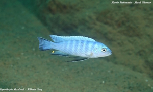 Cynotilapia axelrodi 'Nkhata Bay' 